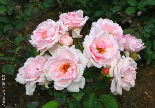 Pink rose flowers on the rose bush in the garden. © Belikart