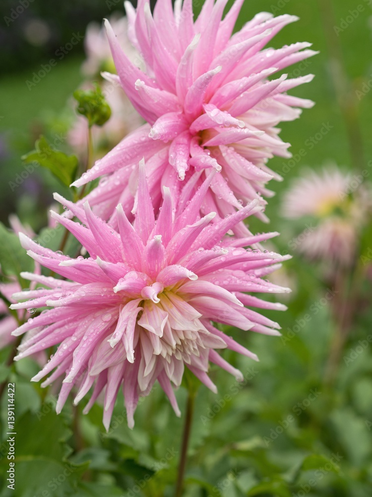 Dahlia Dahlia