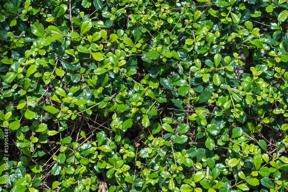 Obraz premium Sai Korea Bush