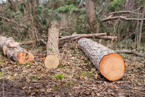 gefällte Bäume