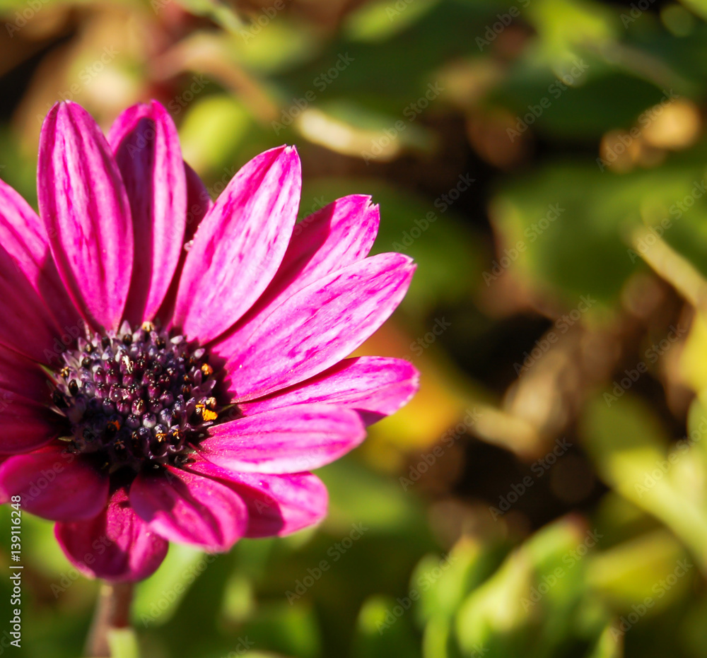 Fototapeta premium pink gerbera in the sun