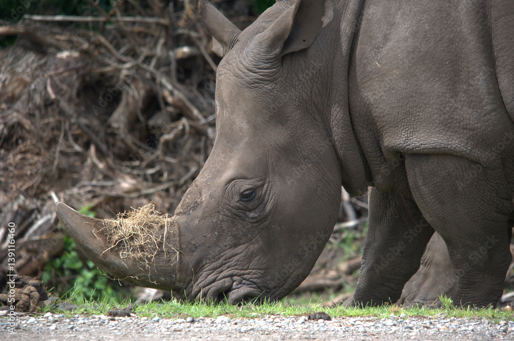 Fototapeta premium Breitmaulnashorn