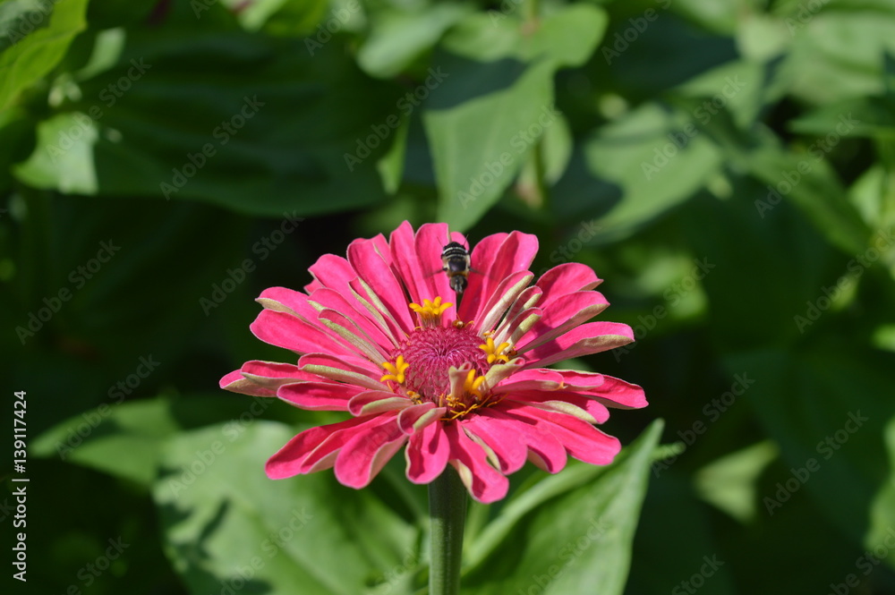 Obraz premium flor