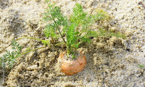 carotte bio dans le sable