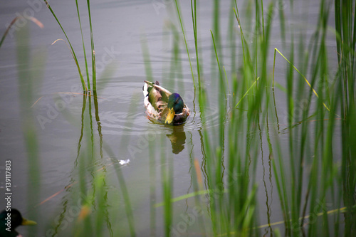 duck on water in the grass.