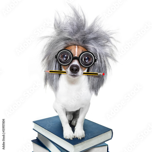 intelligent smart  dog with books