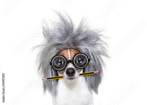 intelligent smart  dog with pencil © Javier brosch