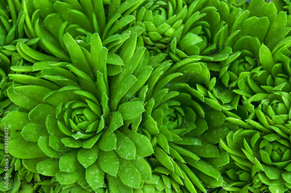 flower ornament on the basis of Saxifraga green juicy flower ornament on the basis of Saxifraga green juicy