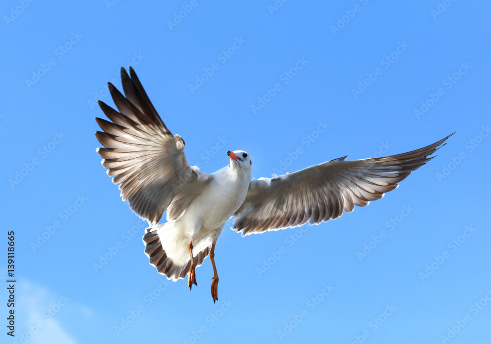 Seagull flying in the blue sky. Seagull flying in the blue sky.