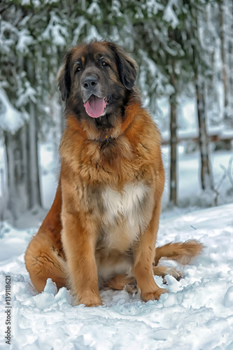 Leonberger photo