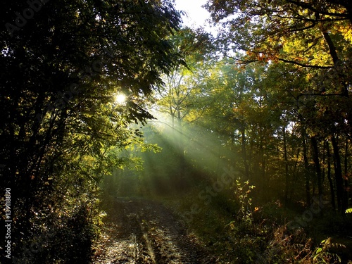 Shining sun  sunbeams during misty morning in deciduous forest