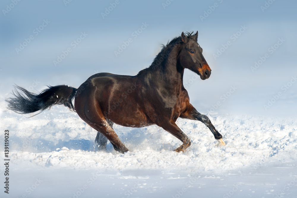 Fototapeta premium Bay horse run in snow field