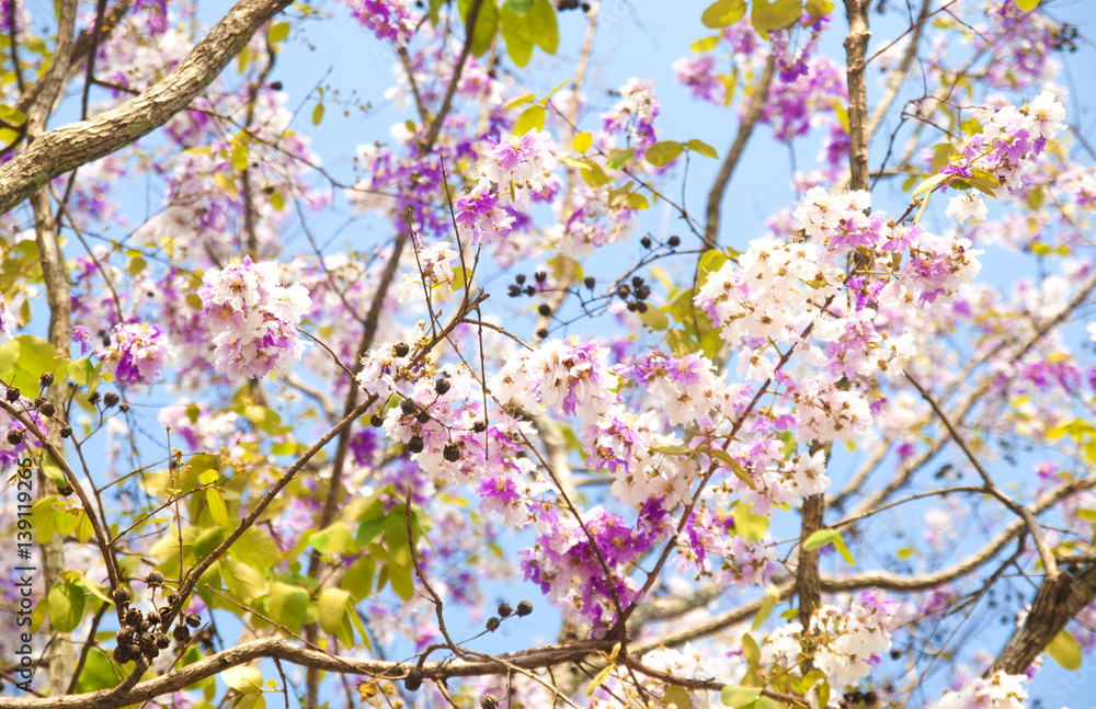 Lagerstroemia loudonii flower tree on blue sky background
Lagerstroemia loudonii flower tree on blue sky background