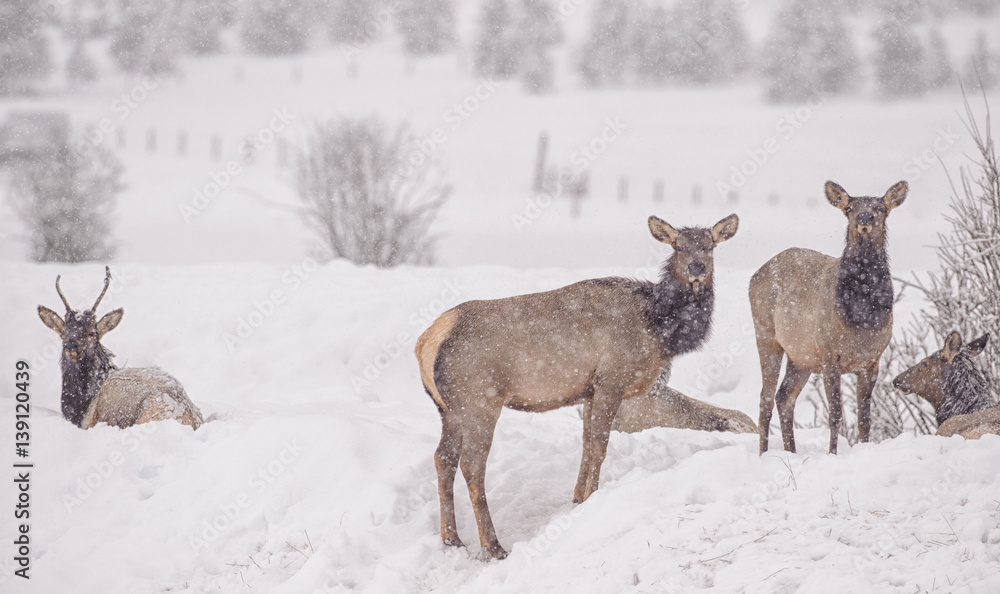 Elk in snow Elk in snow