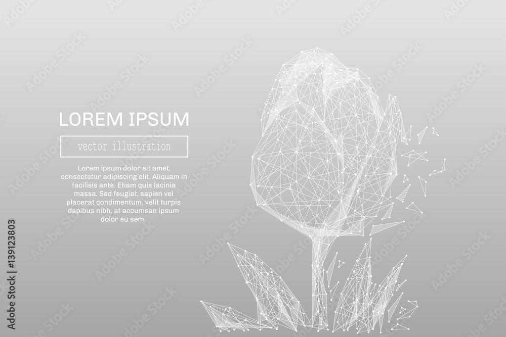 White abstract tulip polygonal, geometry triangle. Light connection structure. Low poly vector on gray business concept background. White abstract tulip polygonal, geometry triangle. Light connection structure. Low poly vector on gray business concept background.