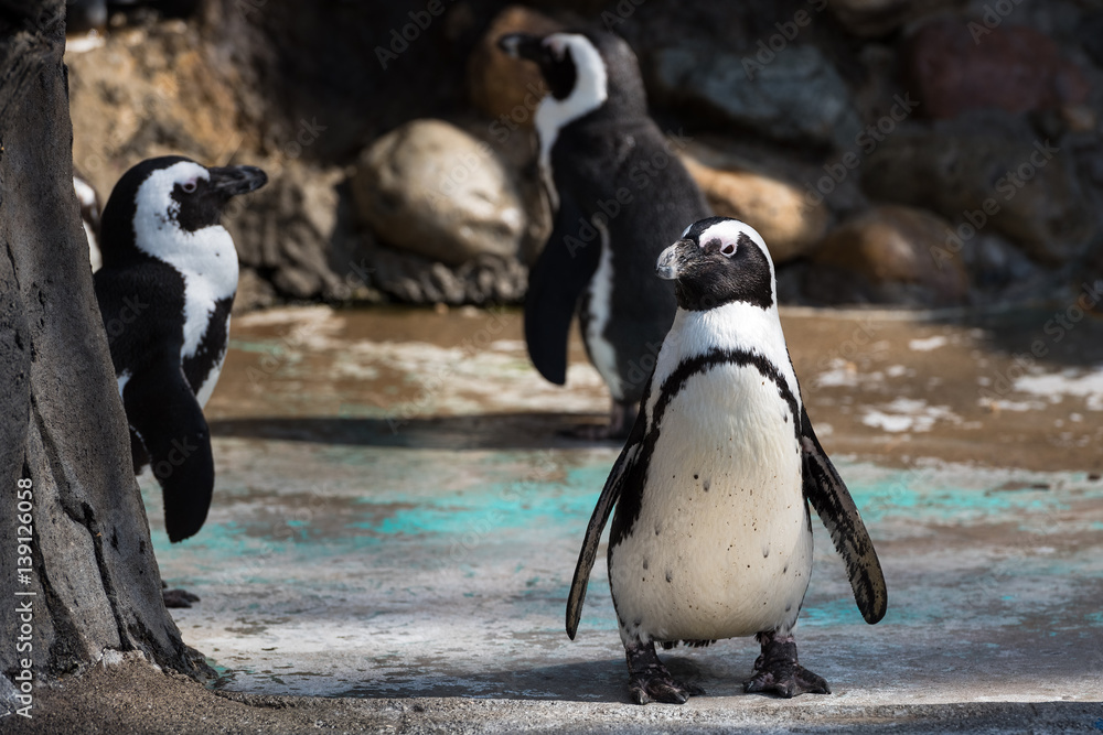 Obraz premium Three African penguins standing in a group on a sunny day
