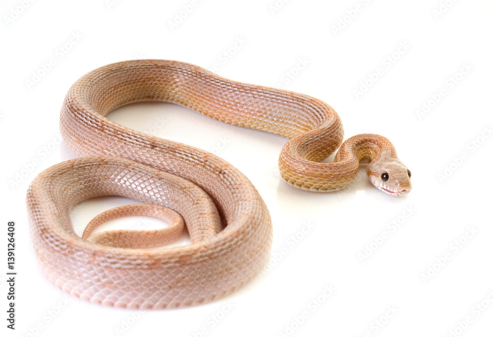 corn snake in studio corn snake in studio