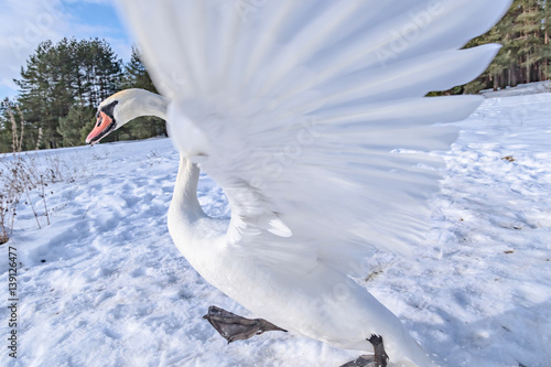 Running a swan with outstretched wings photo