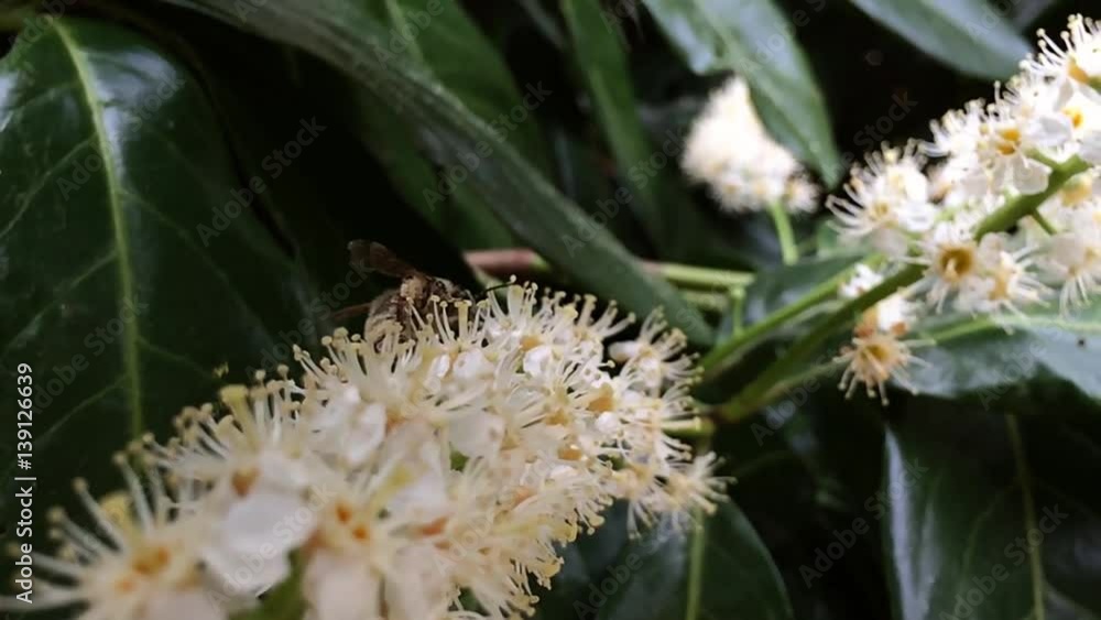 Bee on Laurel Flower in Slow Motion Bee on Laurel Flower in Slow Motion
