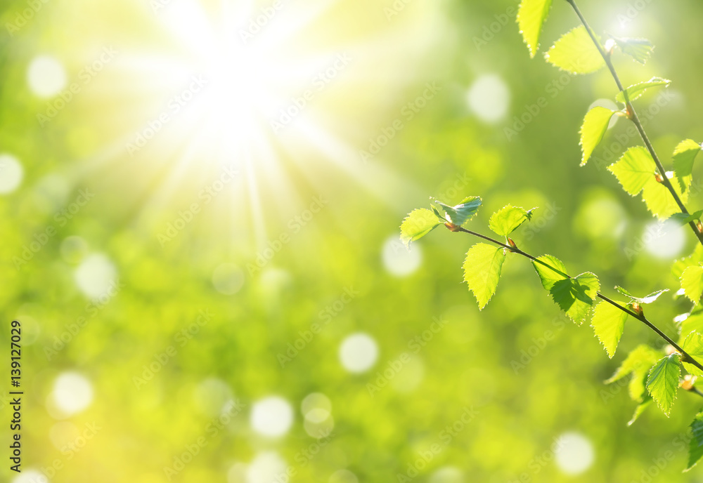 Fototapeta premium Naturalne tło wiosna z młodych gałęzi brzozy w słońcu
