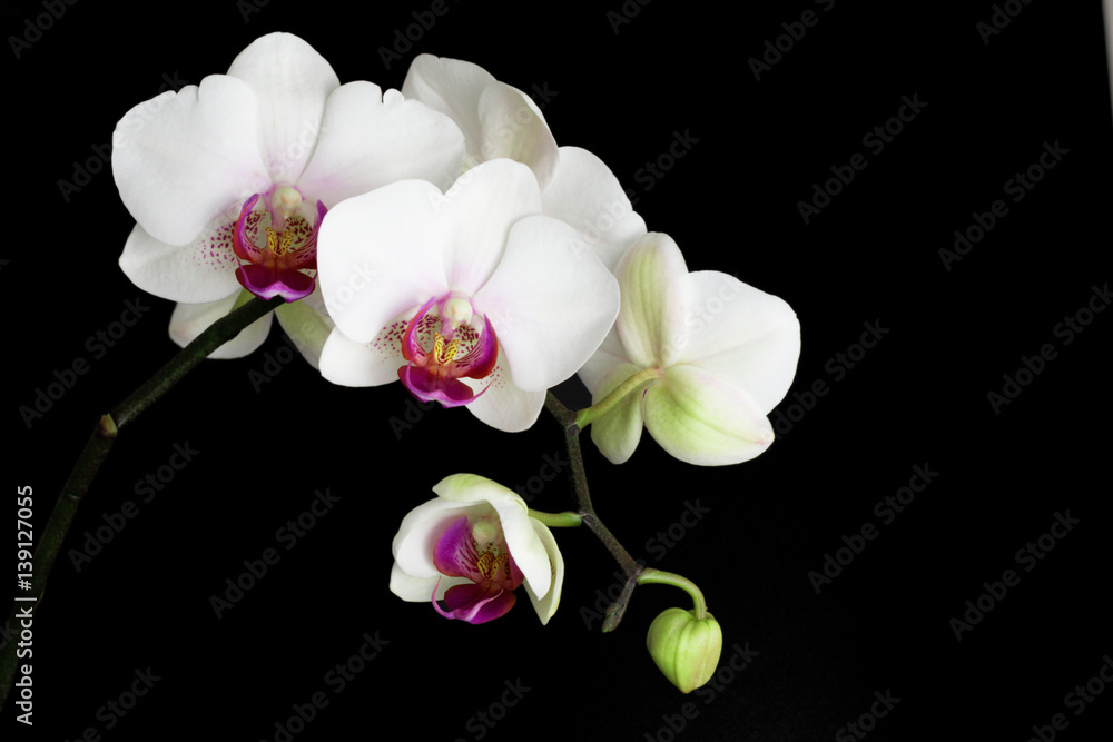 white orchids isolated on black white orchids isolated on black