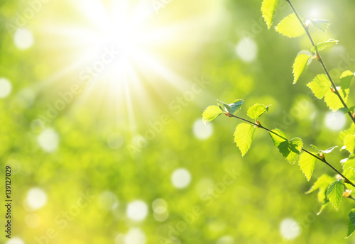 Spring natural background with young  birch branches in the sun