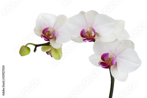 white orchids isolated on white