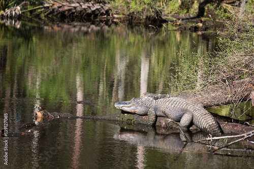 American alligator suns itself resting on a log by a pond in Florida.