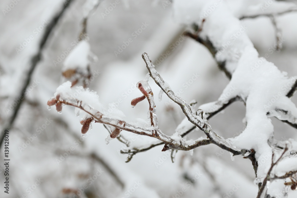 Birch Buds covered with ice. The effects of the ice storm, rain.