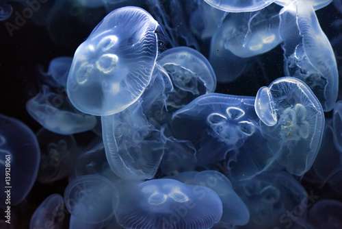 Tableau sur toile Jellyfish