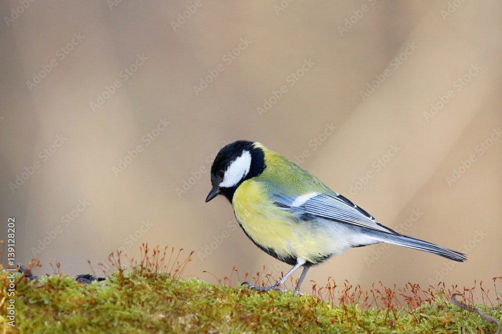 Obraz premium Parus major, Blue tit . Wildlife landscape, titmouse sitting on a branch moss-grown.. Europe, country Slovakia.