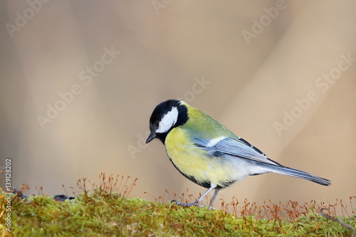 Parus major, Blue tit . Wildlife landscape, titmouse sitting on a branch moss-grown.. Europe, country Slovakia.