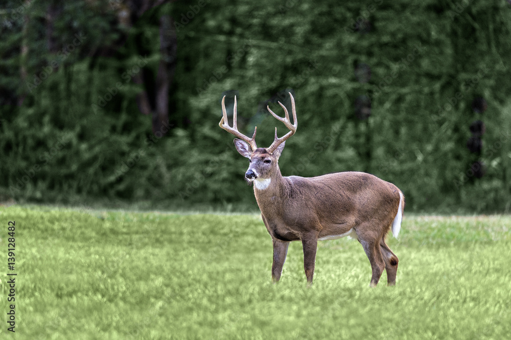 A white-tailed buck standing in a meadow in the Cades Cove section of the Great Smoky Mountains National Park A white-tailed buck standing in a meadow in the Cades Cove section of the Great Smoky Mountains National Park
