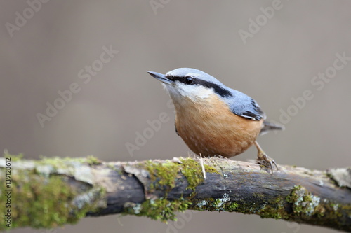 Sitta europaea, Red-breasted nuthatch sitting on a branch moss-grown. Wildlife scenery, Europe, Slovakia landscape.
