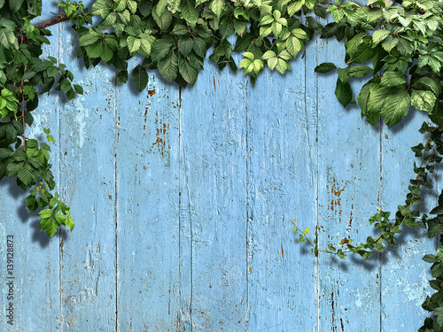 climbing plant on a blue old wooden fence © plus69