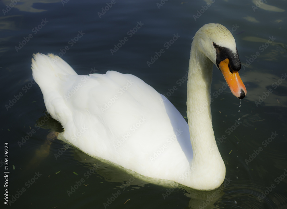 Naklejka premium Asas do parque