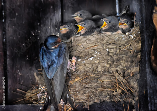 Swallow feeding chicks in the nest photo