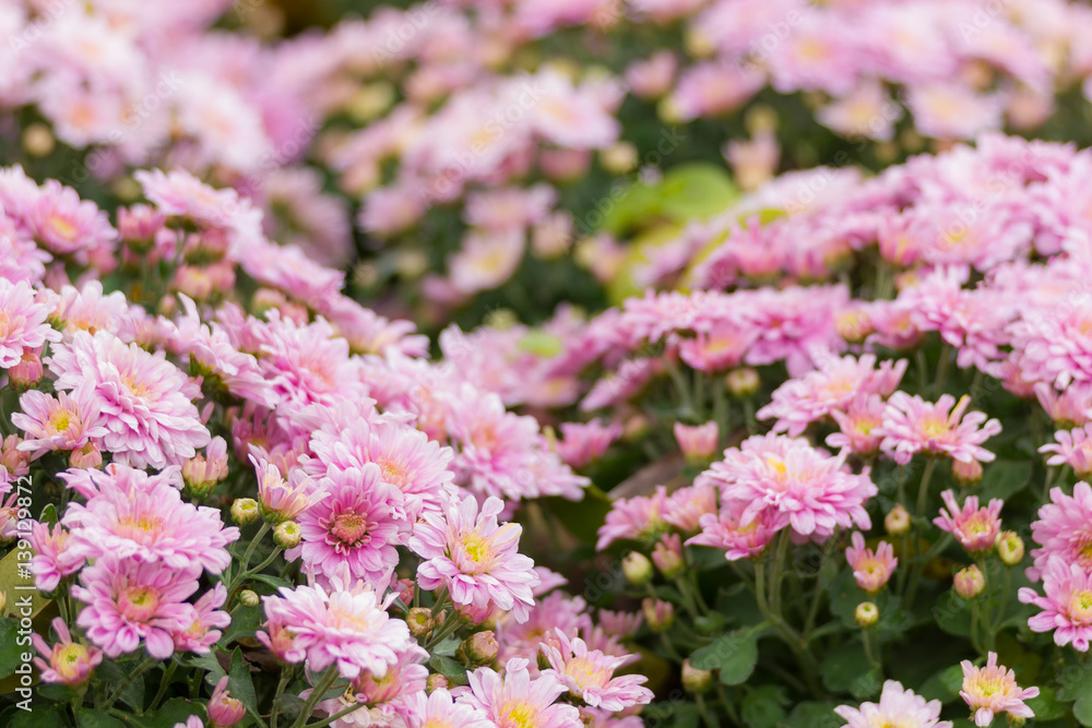Obraz premium pink Chrysanthemum flowers in the garden