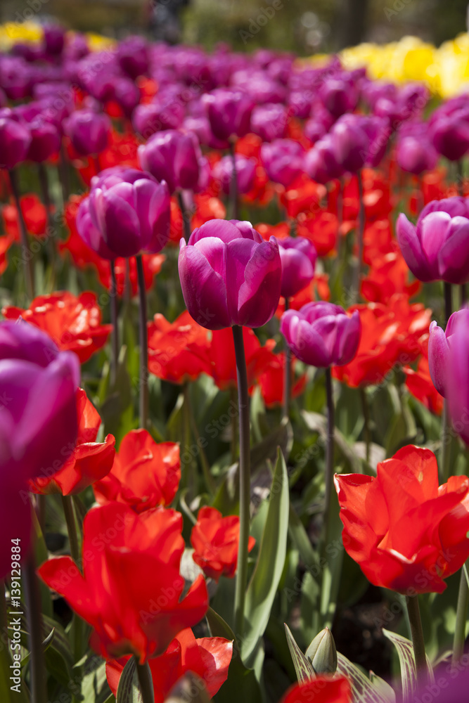 Tulips , the flowers in the garden , early spring Tulips , the flowers in the garden , early spring
