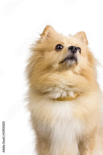 isolated dogs on white background, pomeranian dogs, dogs on white © aum1956