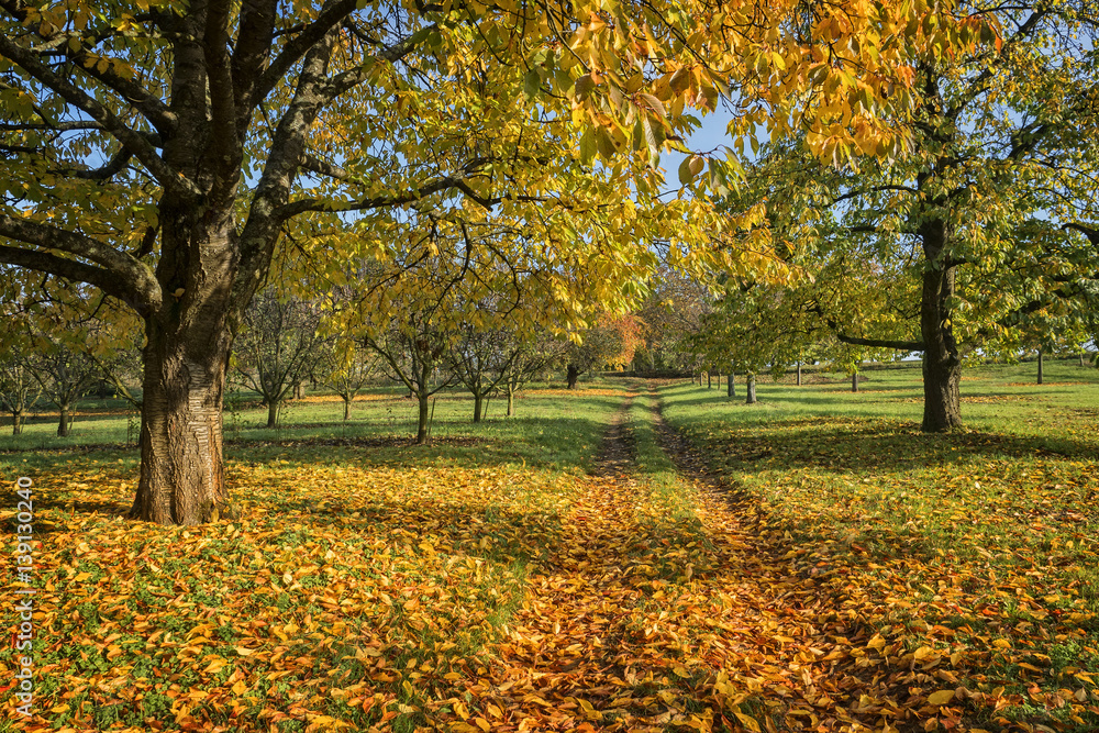 Autumn trees along path