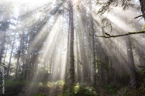Light Rays through the Fog  Washington Forest