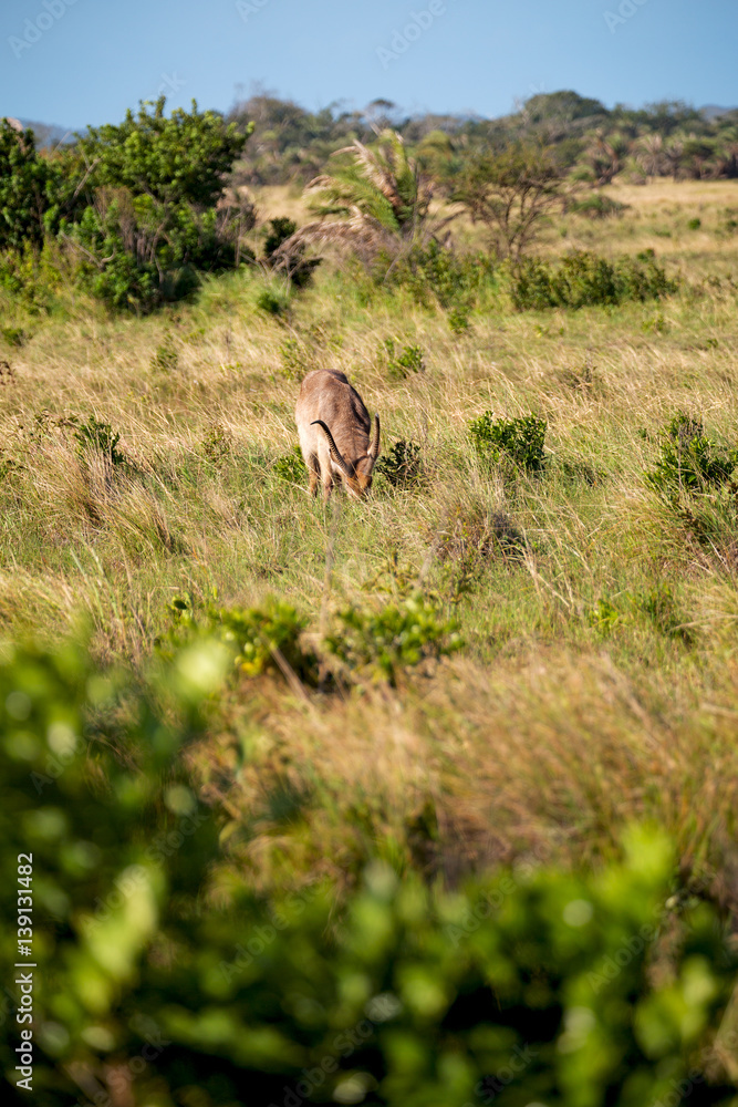 in south africa wildlife impala in south africa wildlife impala