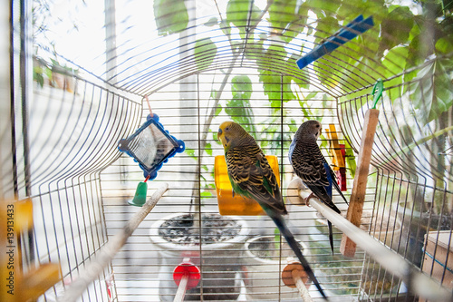 two colorful parrots sitting in the birdcage