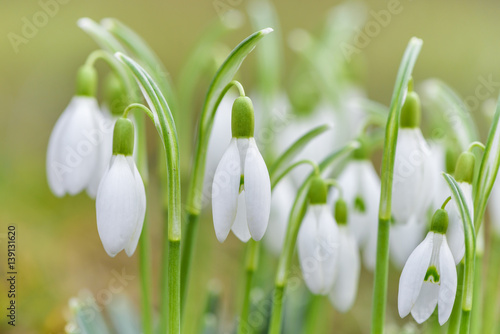 Spring snowdrops flower. Early spring close-up flowers. 