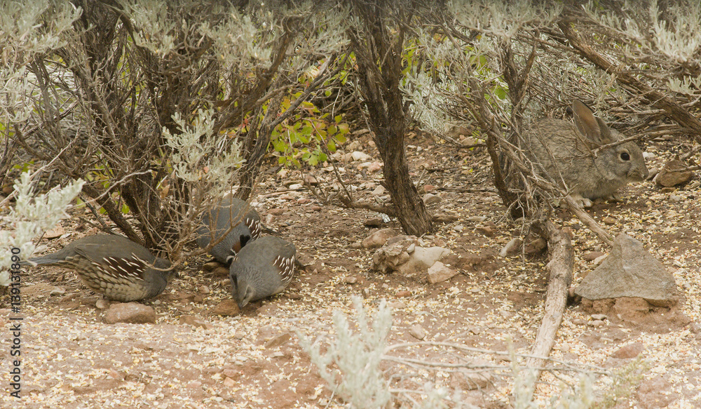 Quail Quail