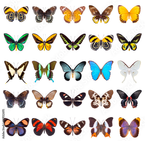 Set of beautiful and colorful butterflies isolated on white. © Acronym