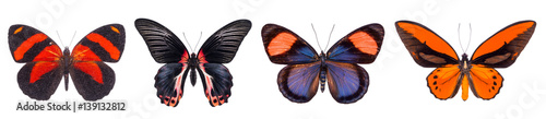 Photos Set of four colorful and beautiful butterflies isolated on white.