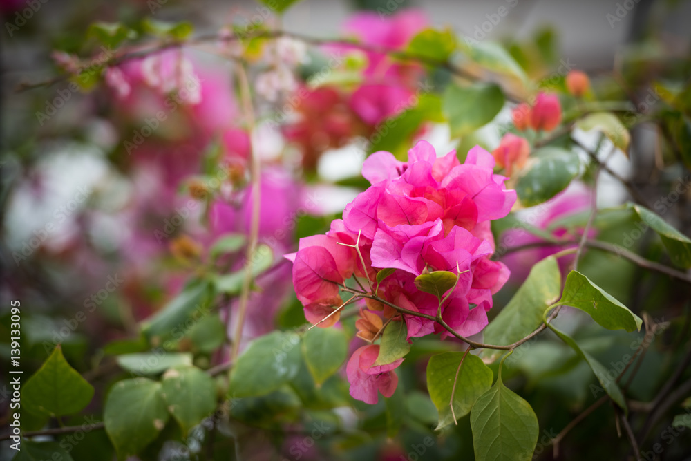 Pink blooming Rhododendron Pink blooming Rhododendron