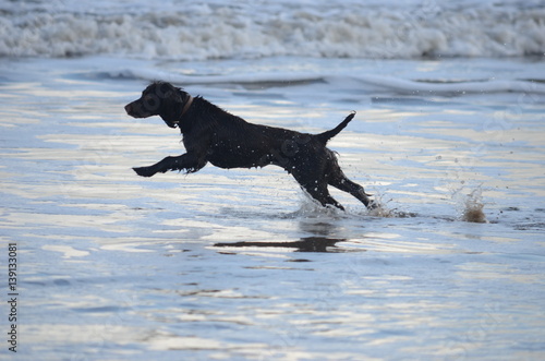 Running dog